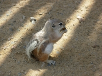 Ground Squirrel